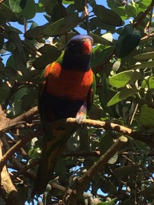 Rainbow Lorikeet